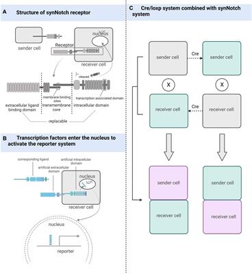 Adult tissue-specific stem cell interaction: novel technologies and research advances